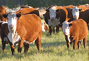 Grass fed Beef